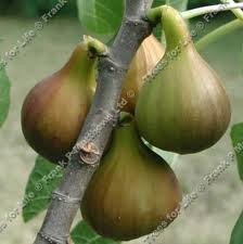 Figs Continue!