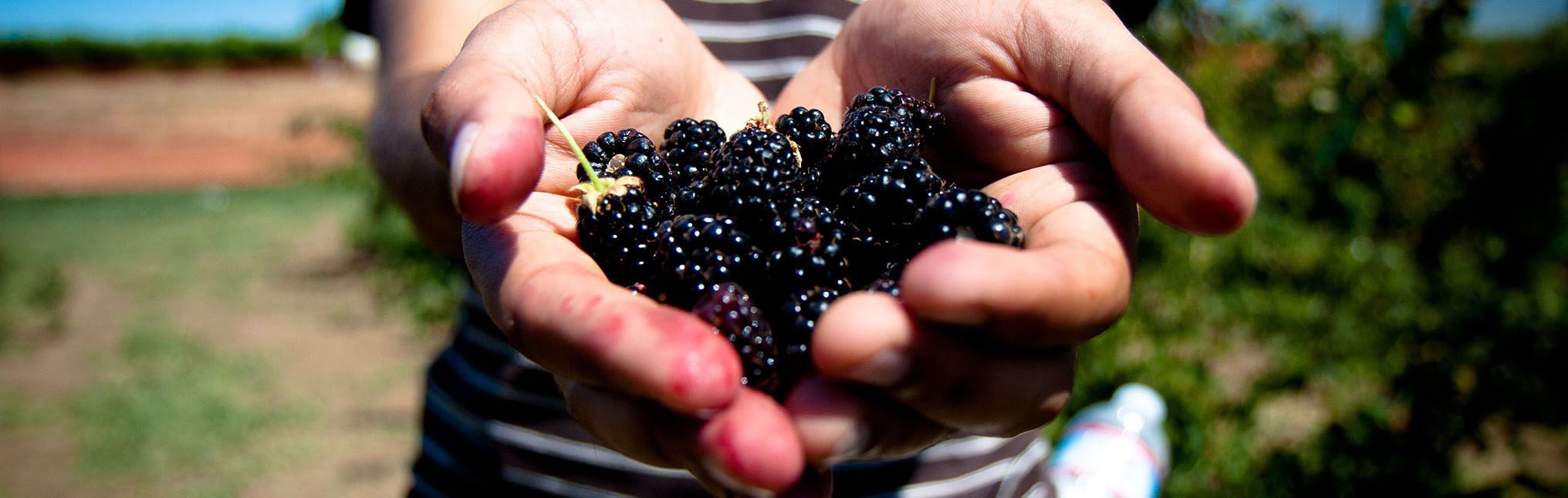 Blackberries begin June 5