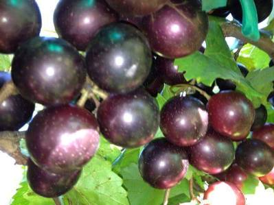 Muscadines have begun!