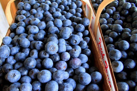 Blueberry picking is fantastic!