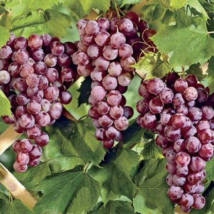 Sweet Seedless Table Grapes are winding down
