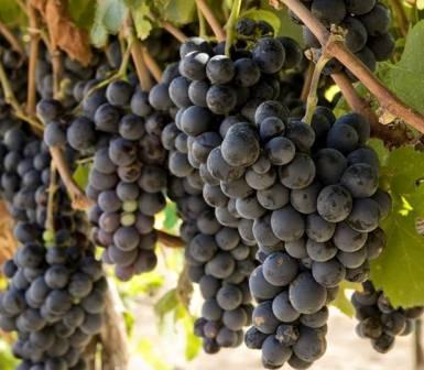 Grape picking is GREAT!