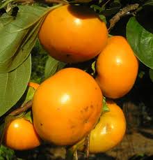 Please Do Not Pick the Persimmons